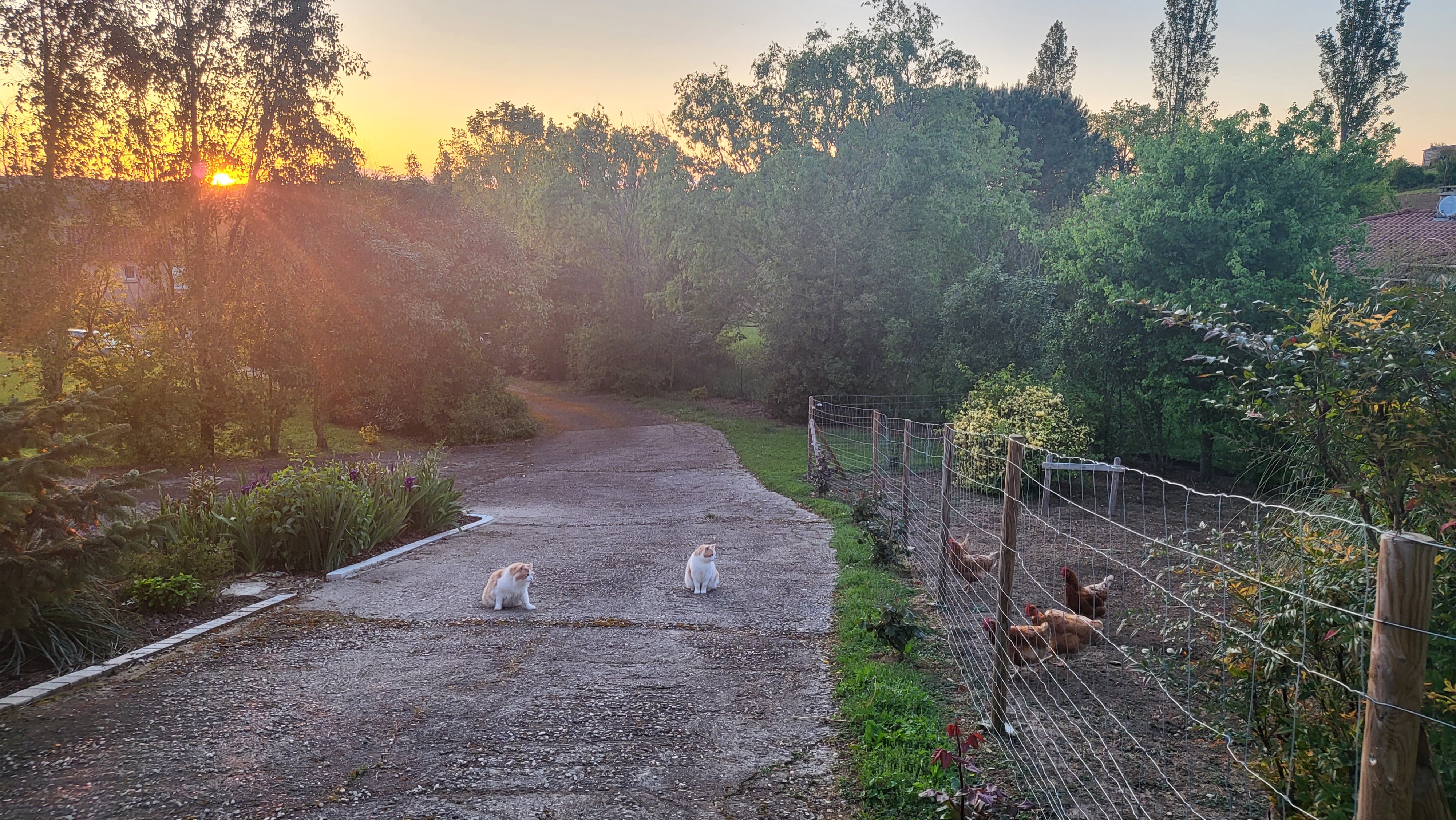 Poules et chats