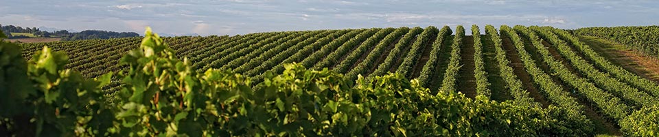 Photo de vignes